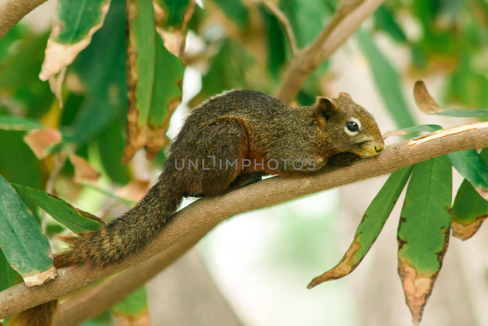 A squirrel on a branch
, Squirrels are small mammals with fur covering the entire body.