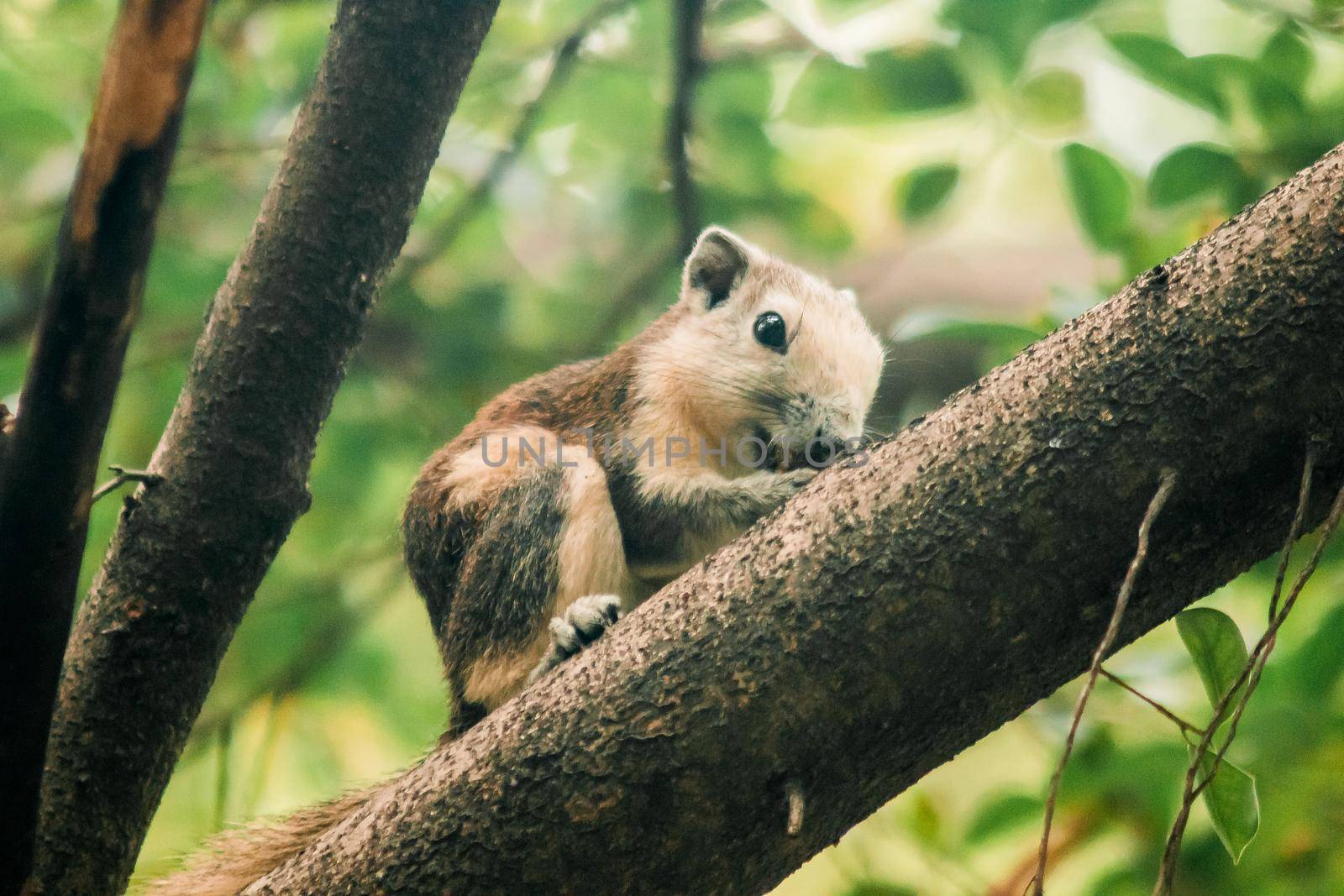 A squirrel on a branch
, Squirrels are small mammals with fur covering the entire body.