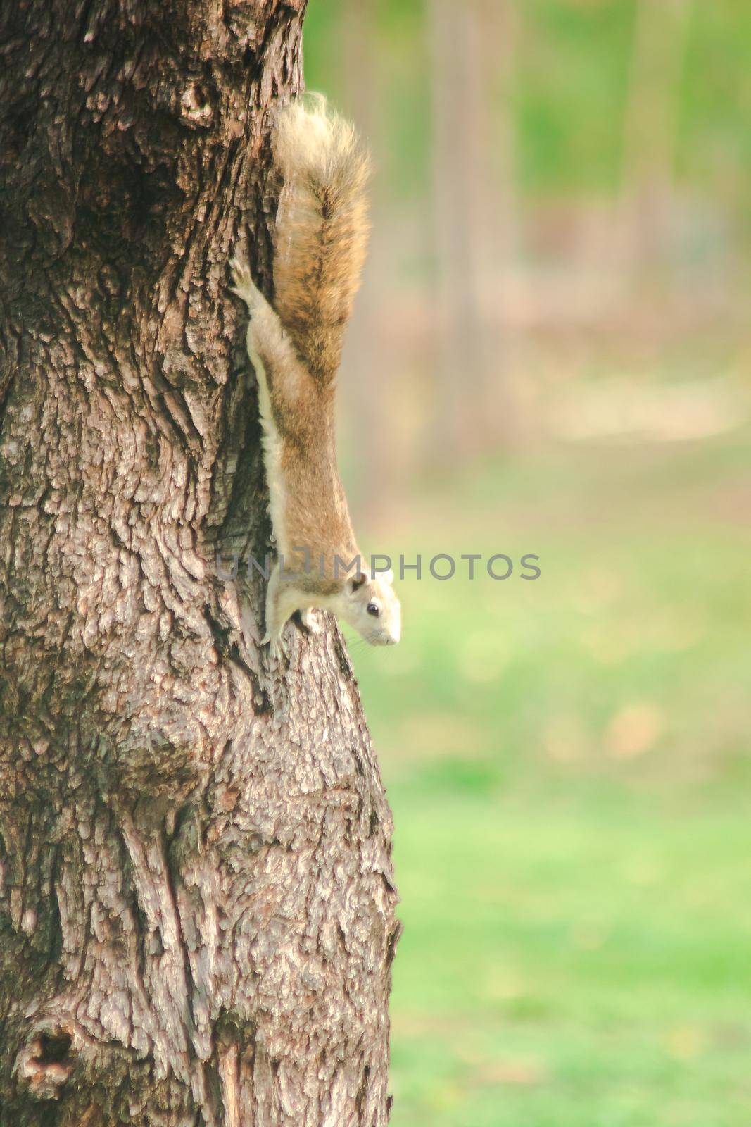 A squirrel on a branch
, Squirrels are small mammals with fur covering the entire body.