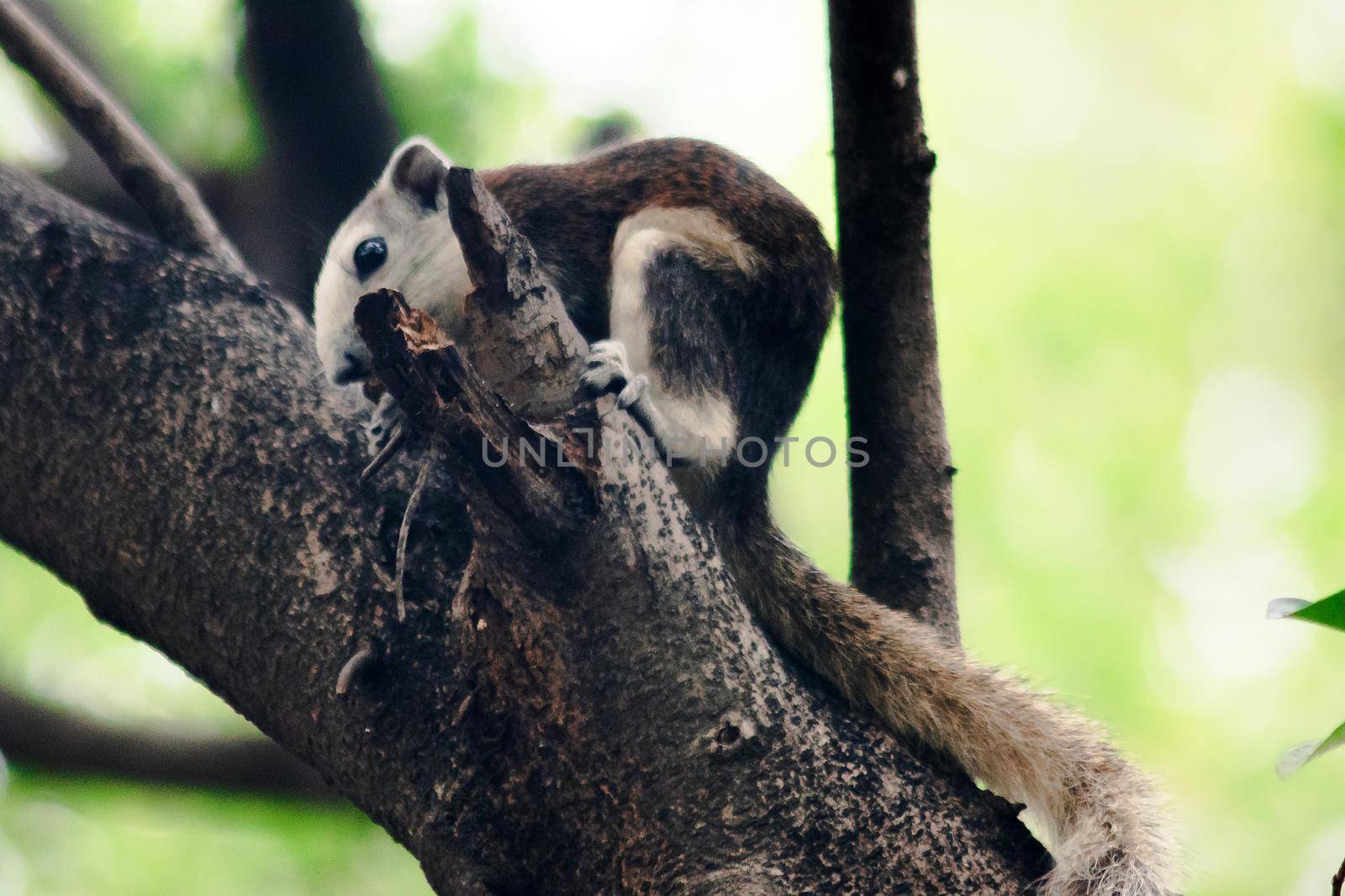 A squirrel on a branch
, Squirrels are small mammals with fur covering the entire body.