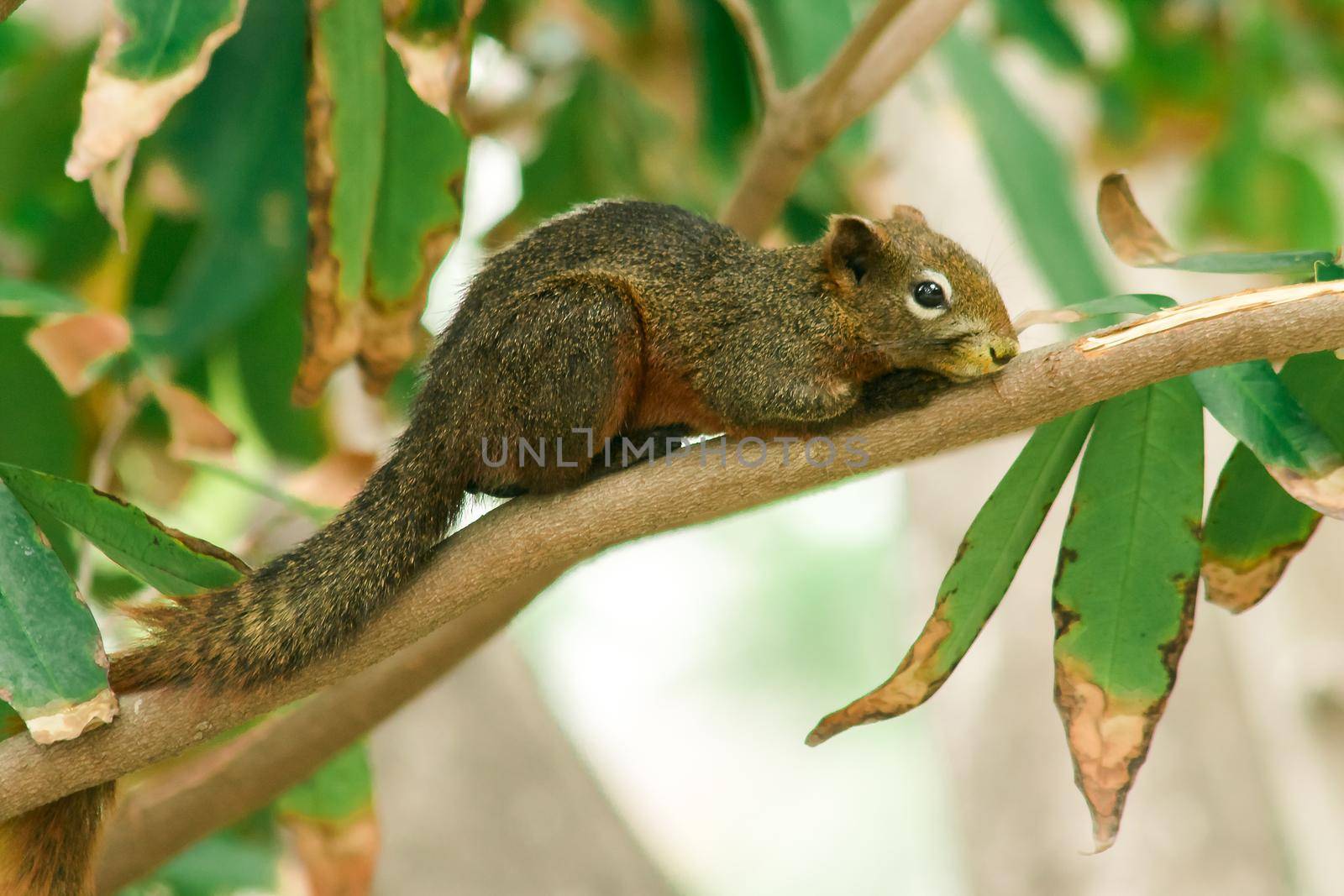 A squirrel on a branch
, Squirrels are small mammals with fur covering the entire body.