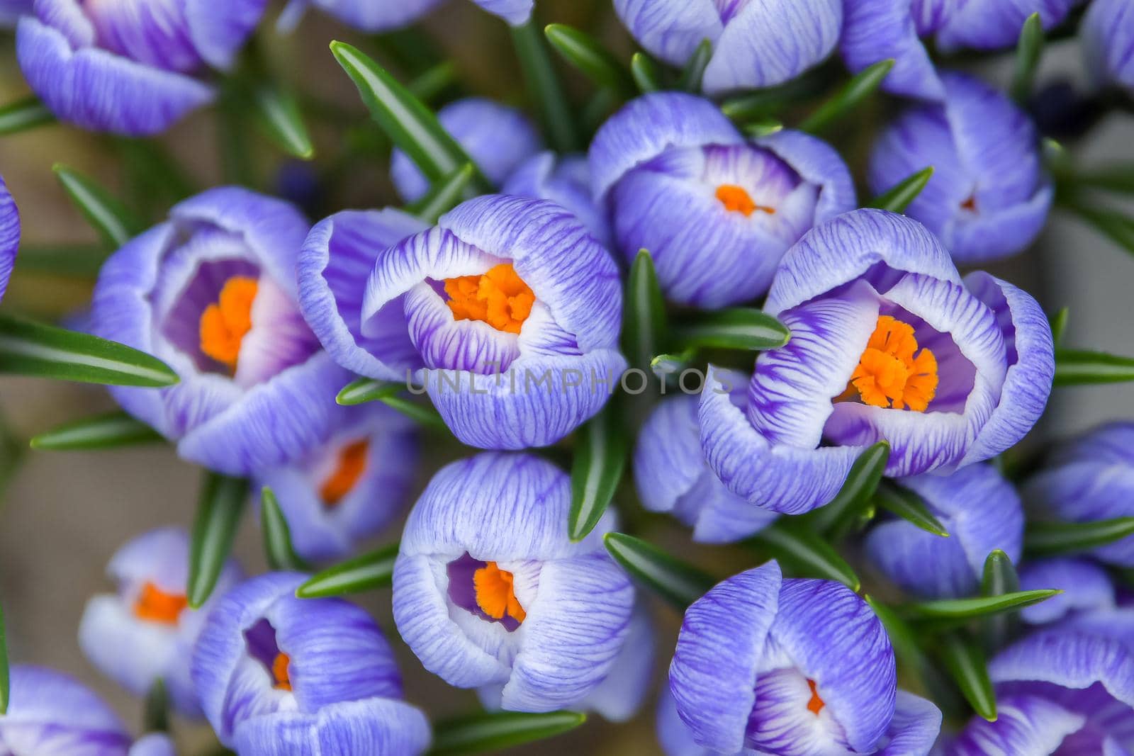 Top view of the purple crocus buds by Godi