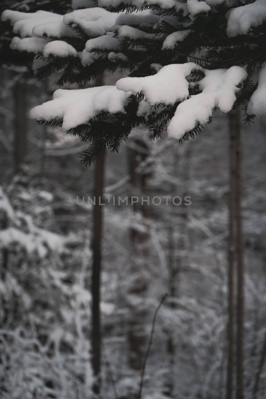 Winter forest with snow on trees. High quality photo
