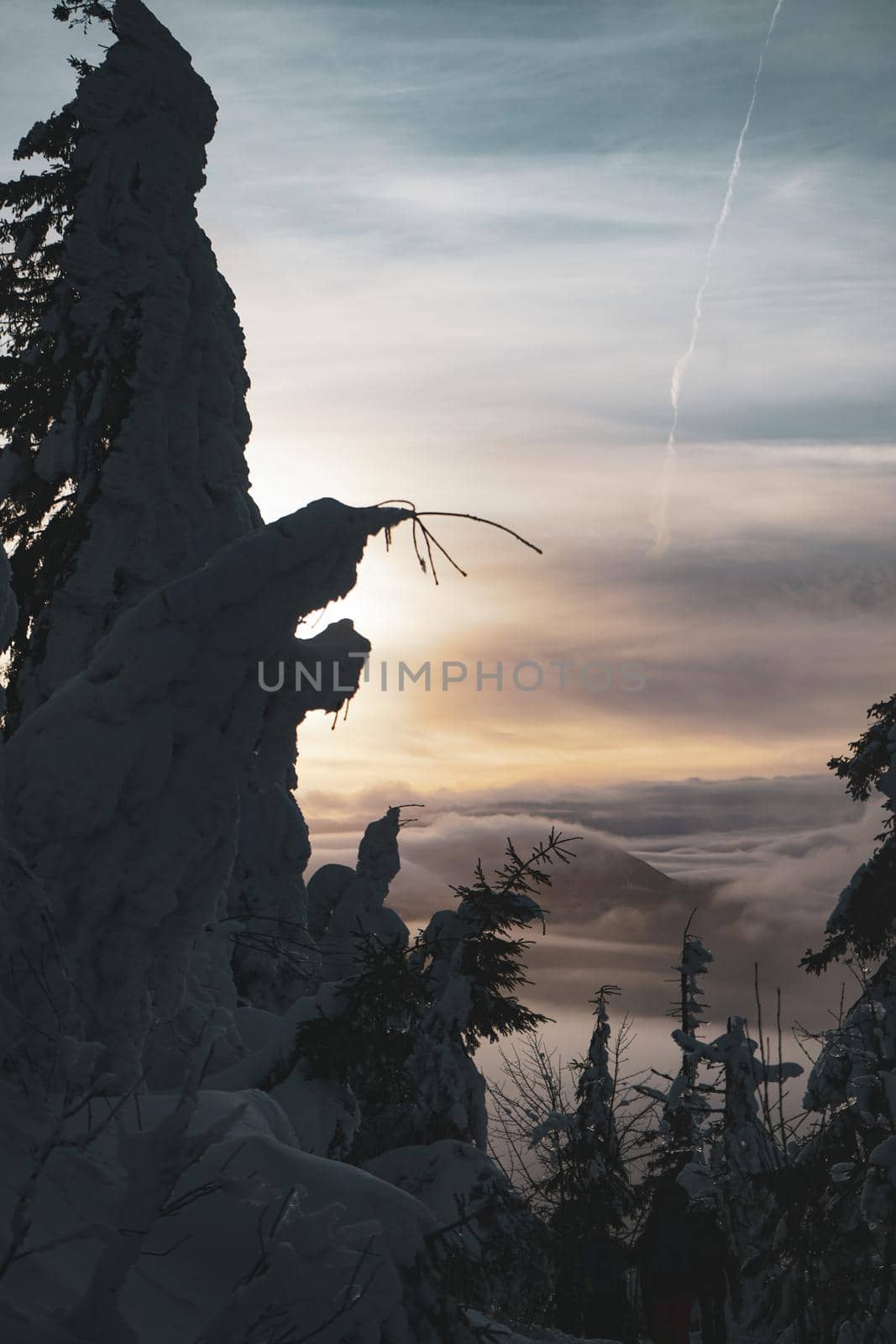Sunset behind frozen Pine Tree with Snow and Inversion. High quality photo