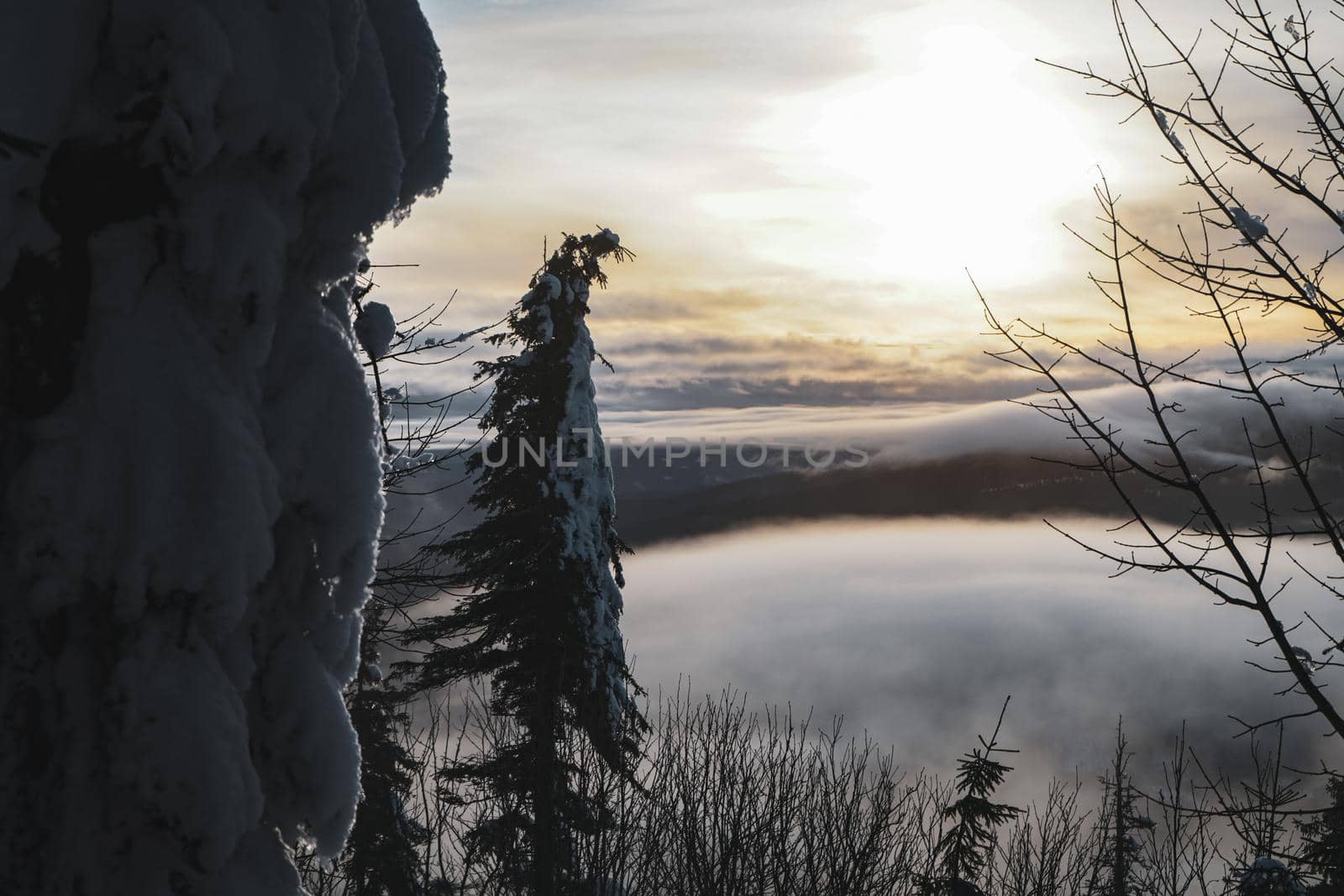 Tree with snow by sunset with low clouds in forest on mountain in winter. High quality photo