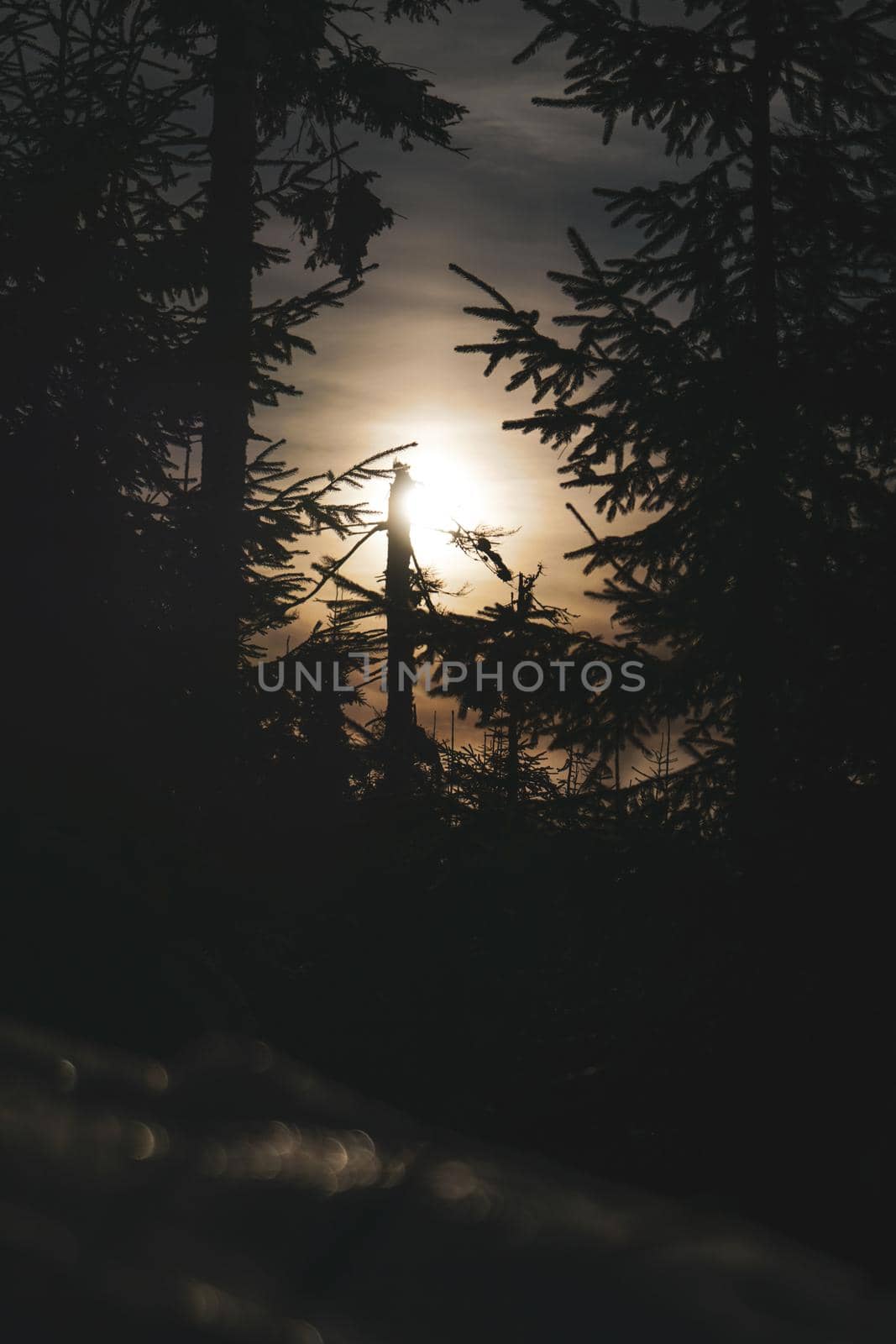 Sun with trees in winter forest. High quality photo