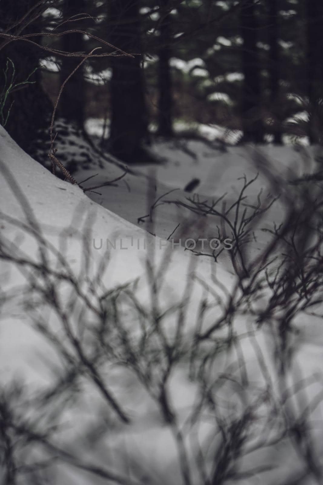 Detail snow forest branch tree ground hill path . High quality photo
