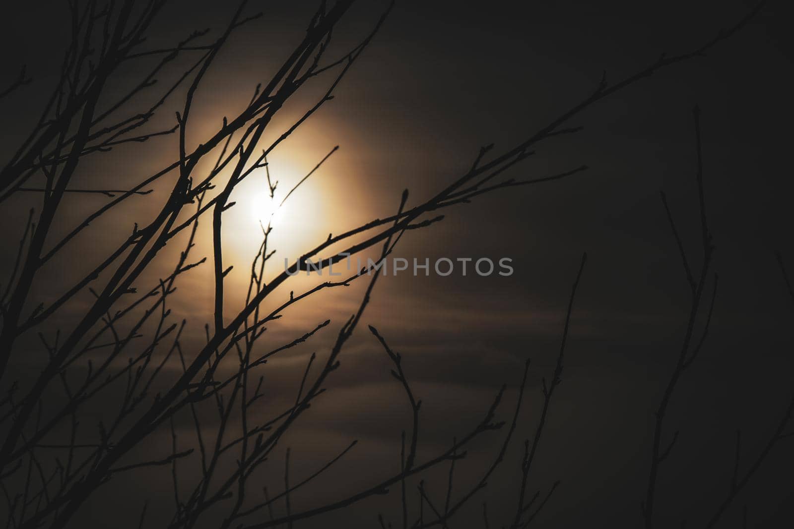 Tree branches with sunset behind and clouds by Skrobanek