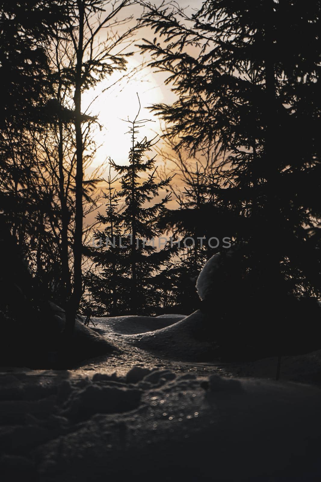 Snow with Sunset and Tree in Forest in Czech Republic. High quality photo