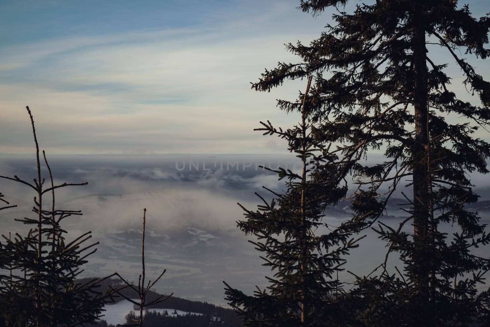 Winter Valley View with Pine Tree . High quality photo