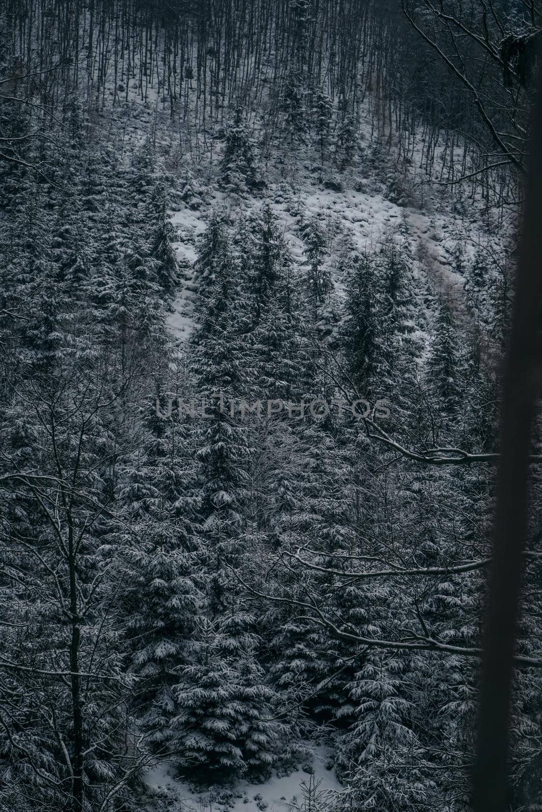 Winter Dark forest with pine trees. High quality photo