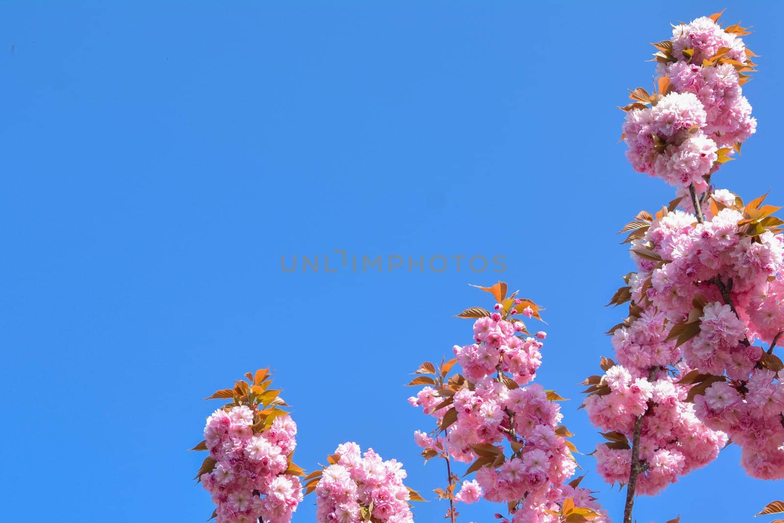 Spring pink cherry blossoms flowers