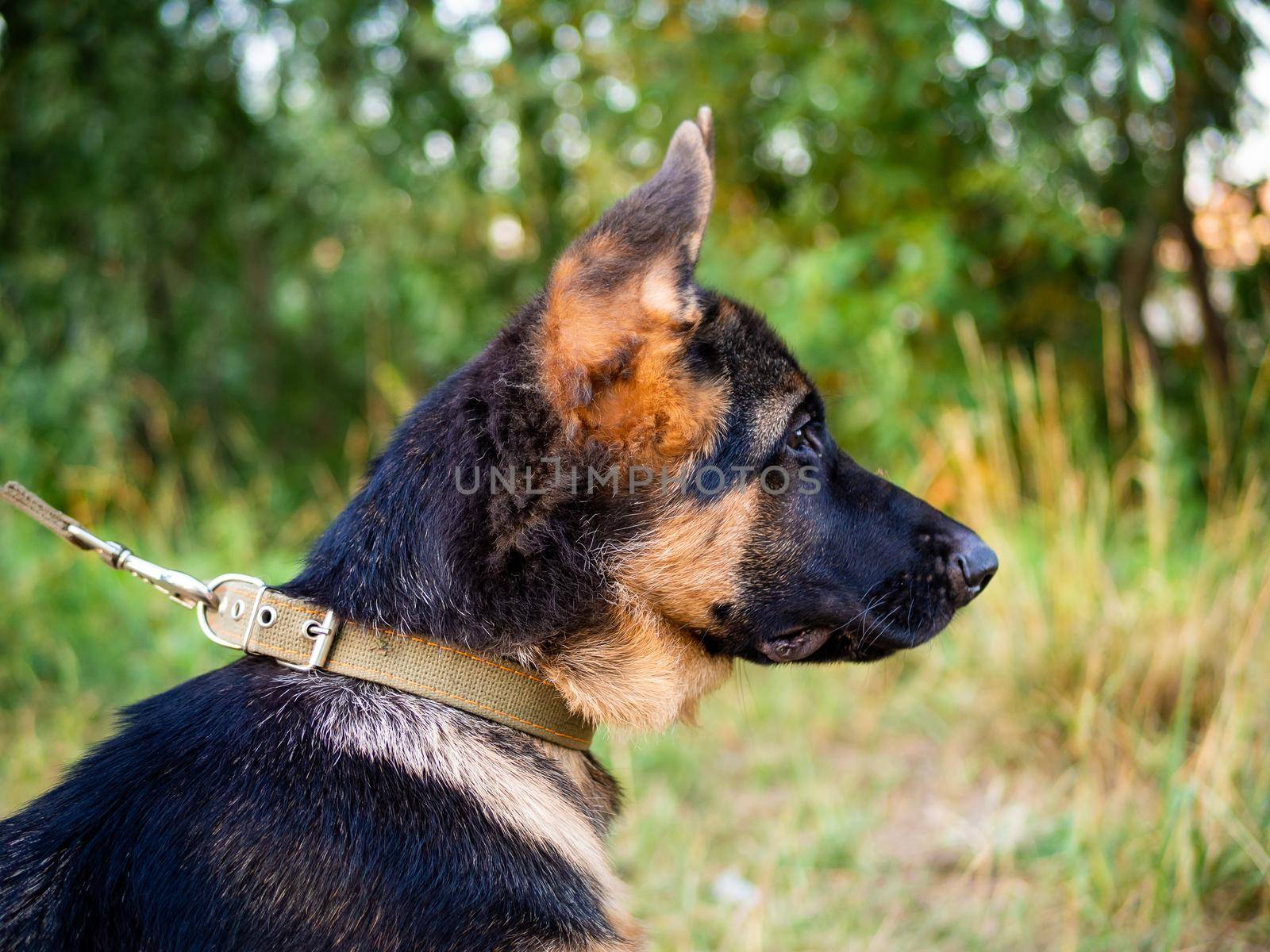 Portrait of a German Shepherd puppy. Walking in the park on a green background.