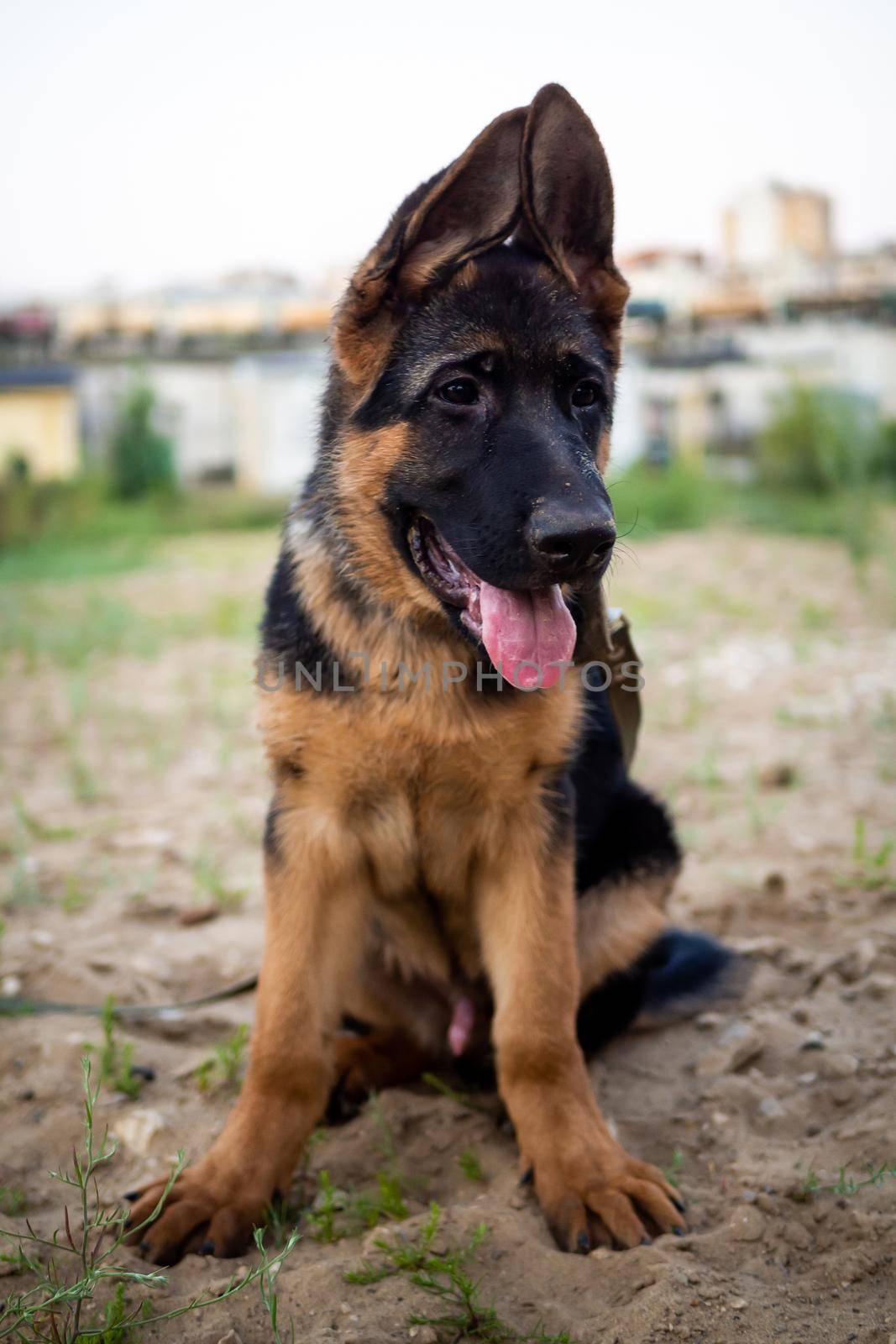 Portrait of a German Shepherd puppy. Walking in a residential area against the background of houses.