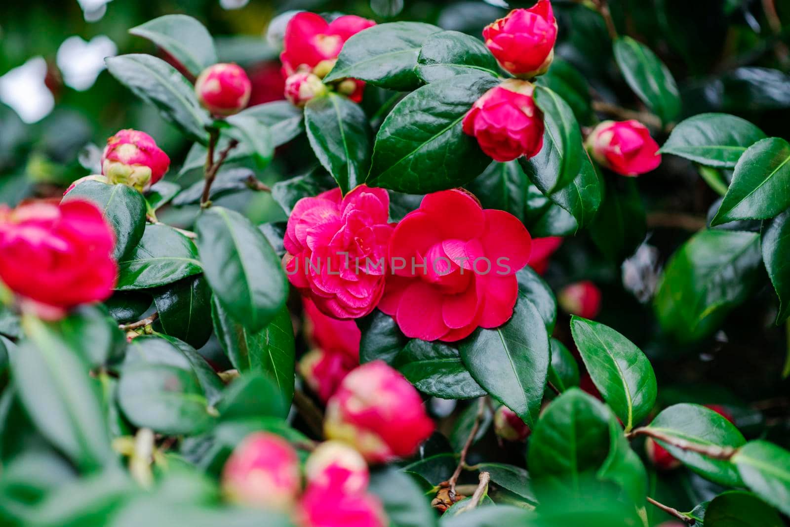 Pink blooming camellia flowers and buds