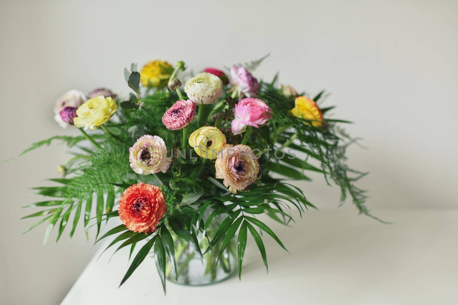 The multicolor ranunculus in a vase on a white background