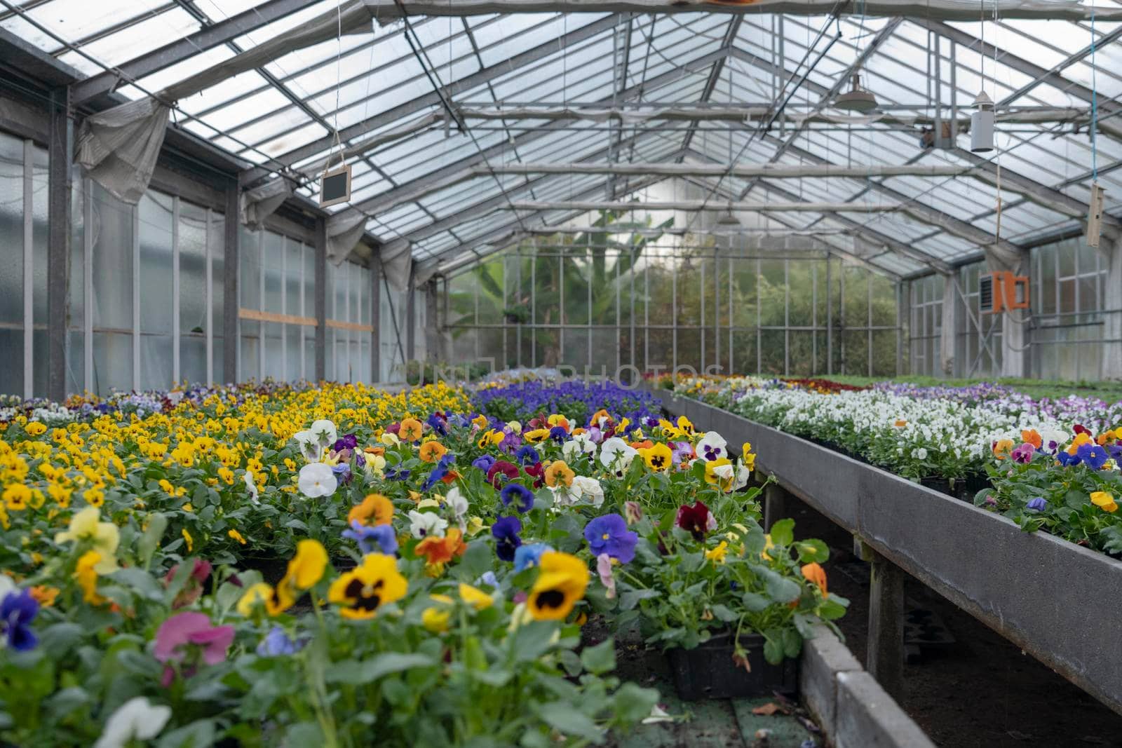 Growing pansy flowers of differents colors in the greenhouse