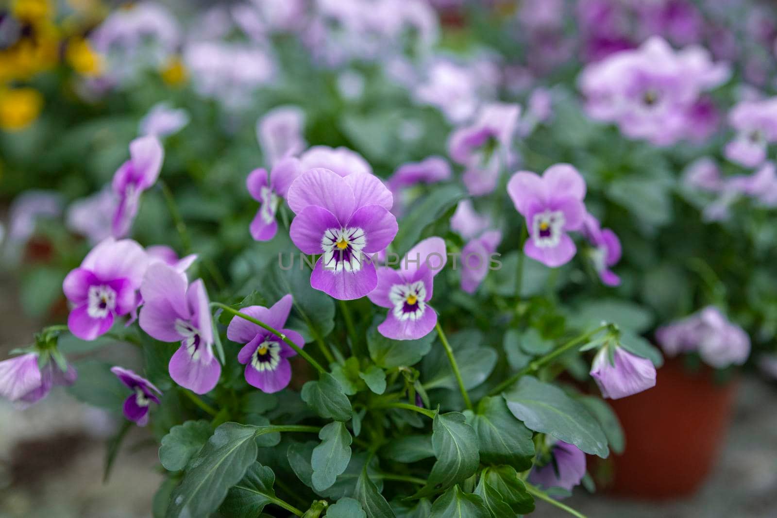 Violet flowers pansies grown in a greenhouse closeup