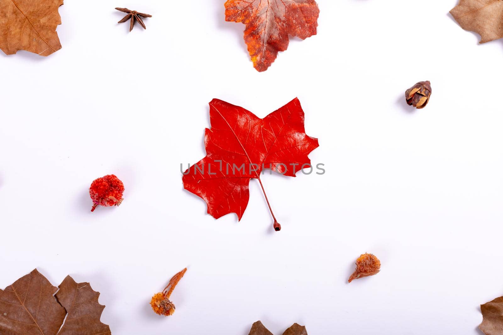 Composition of halloween decoration with dry leaves and spiders on white background. horror, fright, halloween tradition and celebration concept digitally generated image.