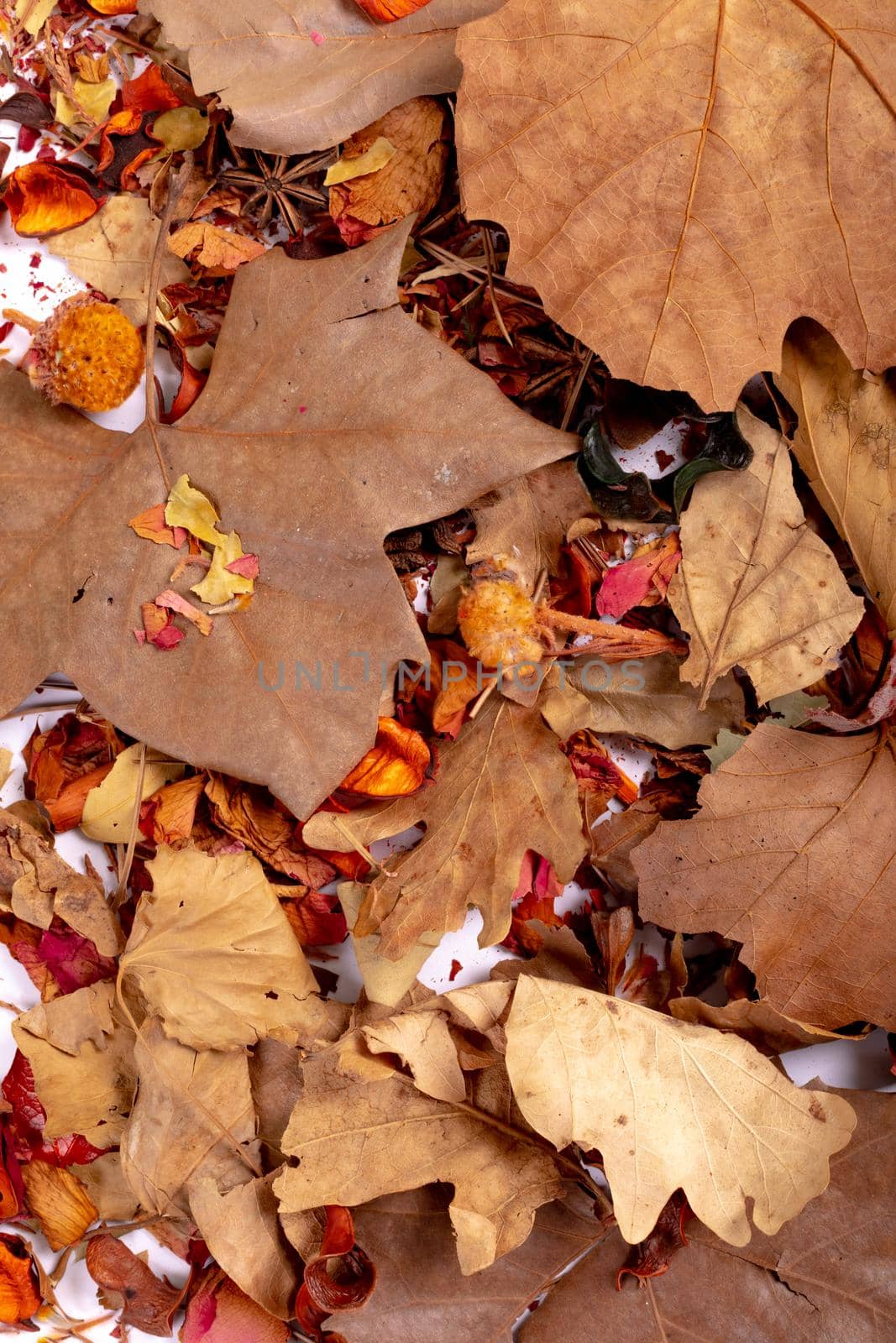 Composition of halloween decoration with dry leaves and seeds on white background by Wavebreakmedia
