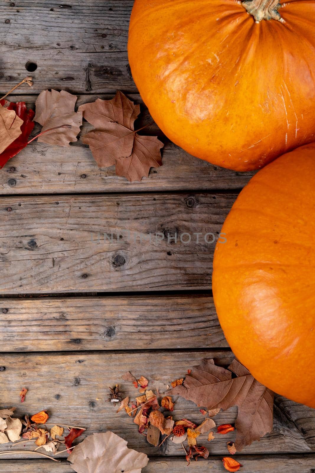 Composition of halloween decoration with pumpkins and copy space on wooden background by Wavebreakmedia