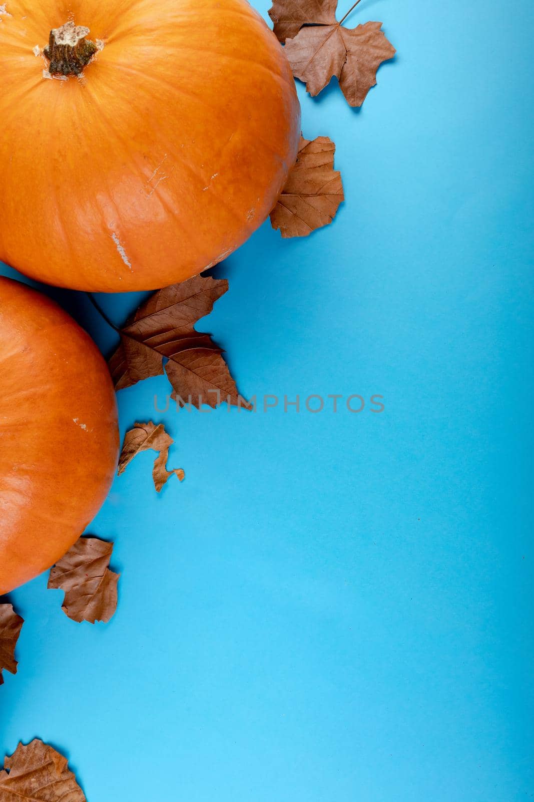 Composition of halloween decoration with pumpkin, leaves and copy space on blue background by Wavebreakmedia