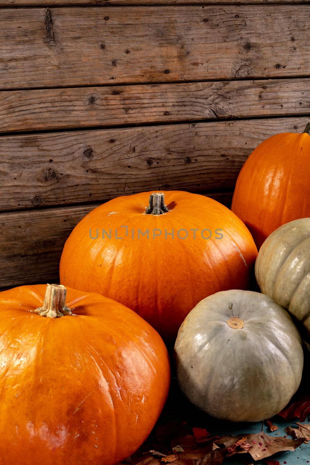 Composition of halloween decoration with pumpkins on wooden background by Wavebreakmedia