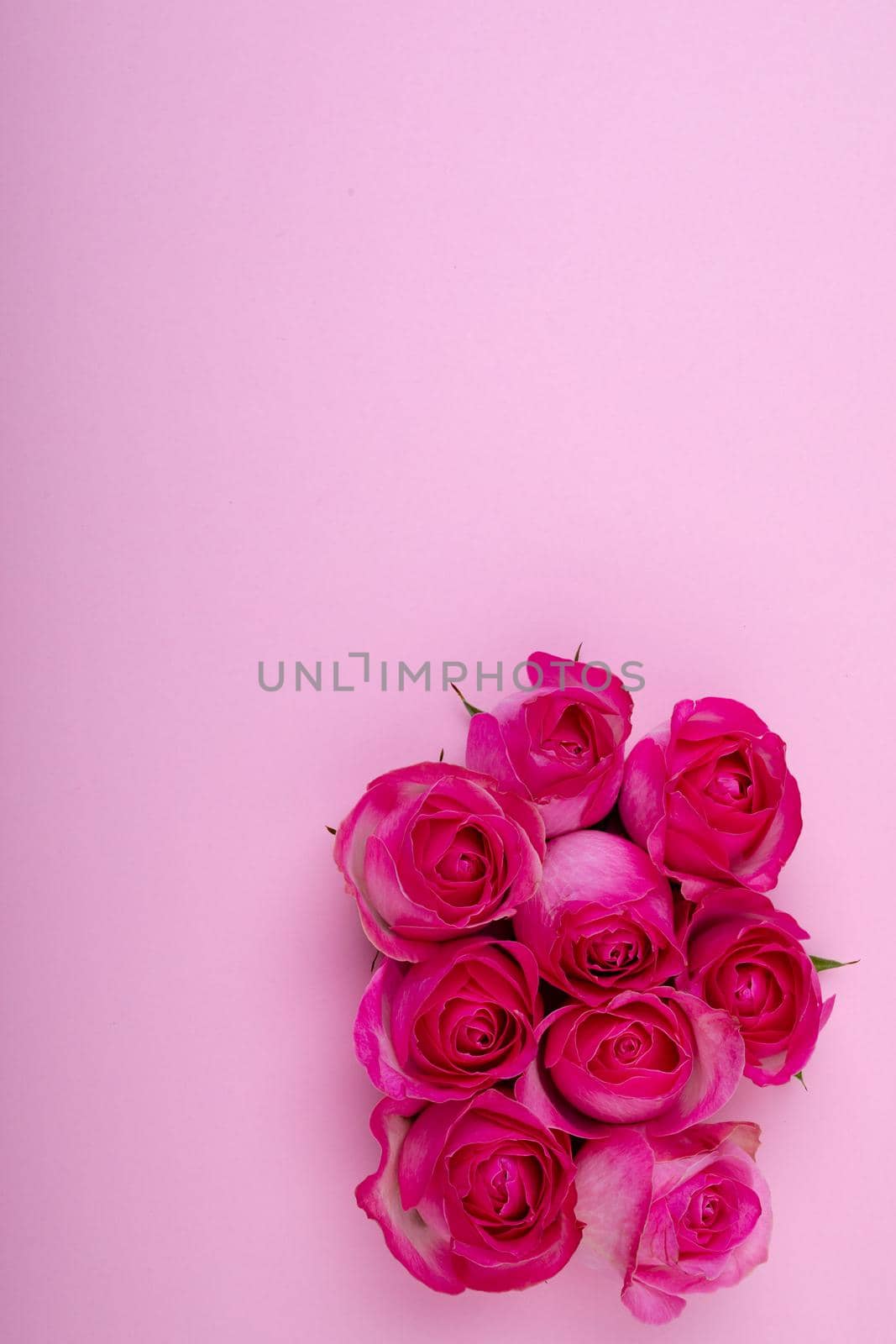 Directly above shot of pink roses isolated on colored background, copy space. valentine's day, love and flower concept.