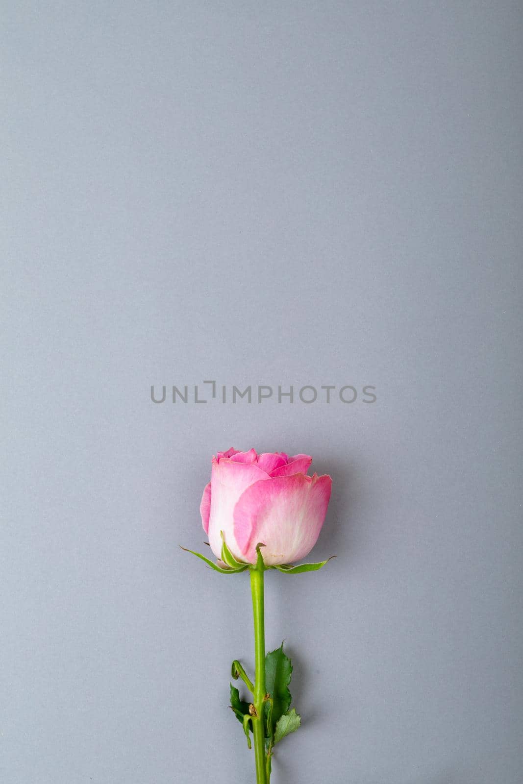Overhead view of fresh pink rose isolated on gray background, copy space by Wavebreakmedia