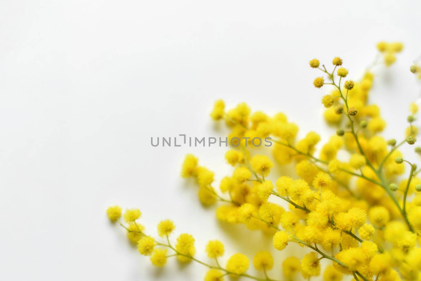 Spring mimosa on a white background Top view