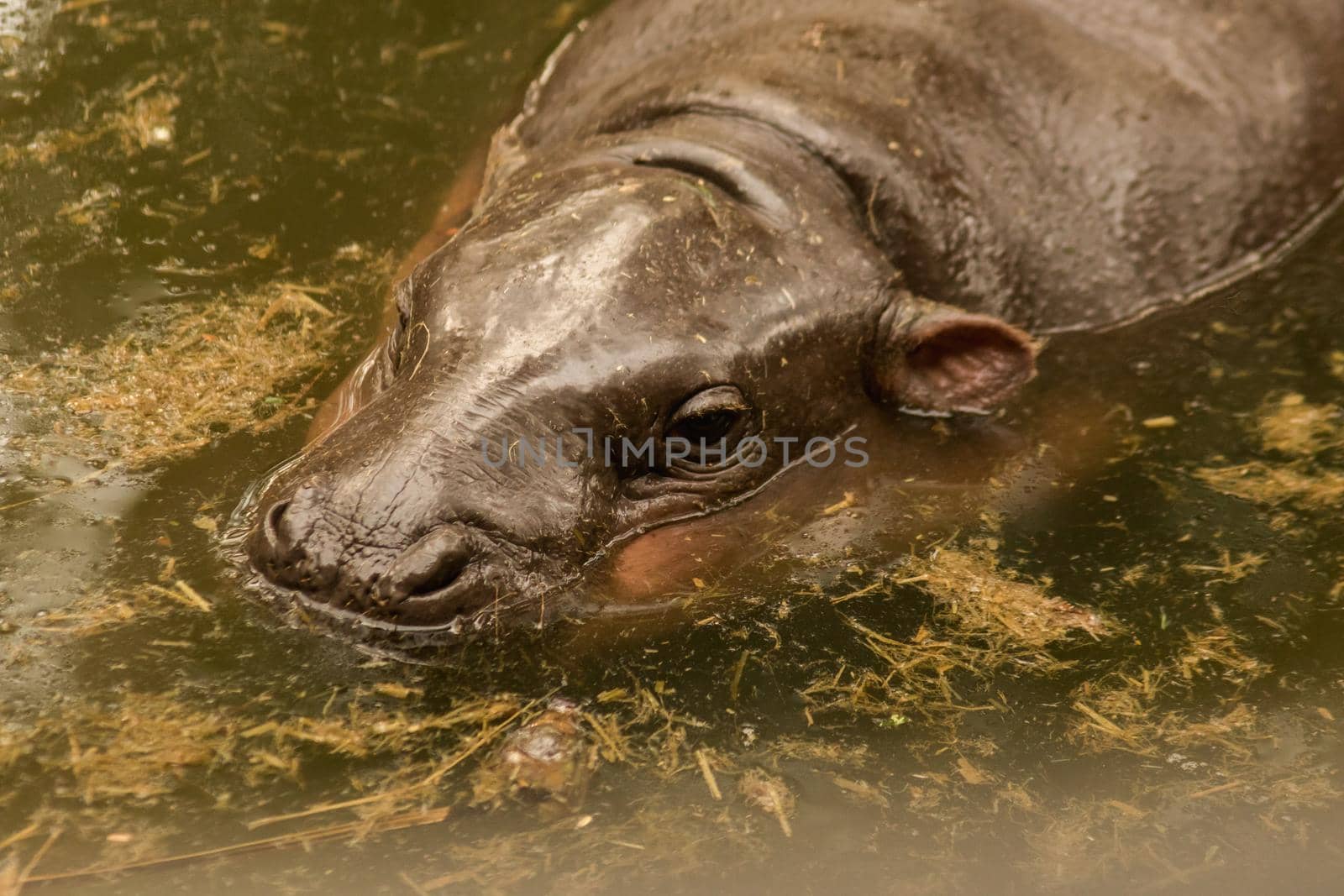 Hippopotamus in the water
Hippopotamus is a mammal.