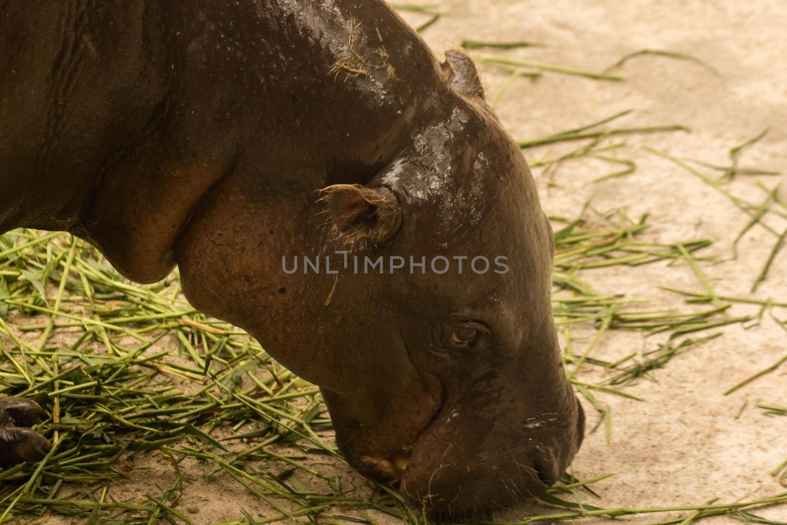 Hippopotamus eating grass by Puripatt