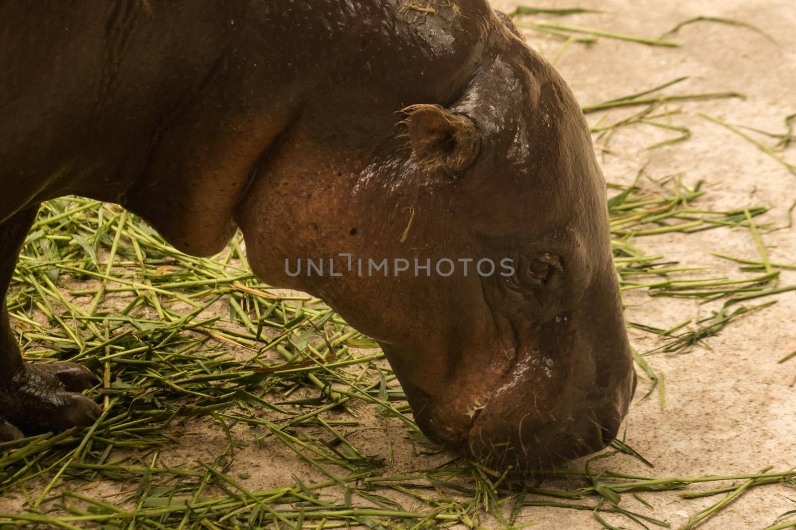 Hippopotamus eating grass
Hippopotamus is a mammal.