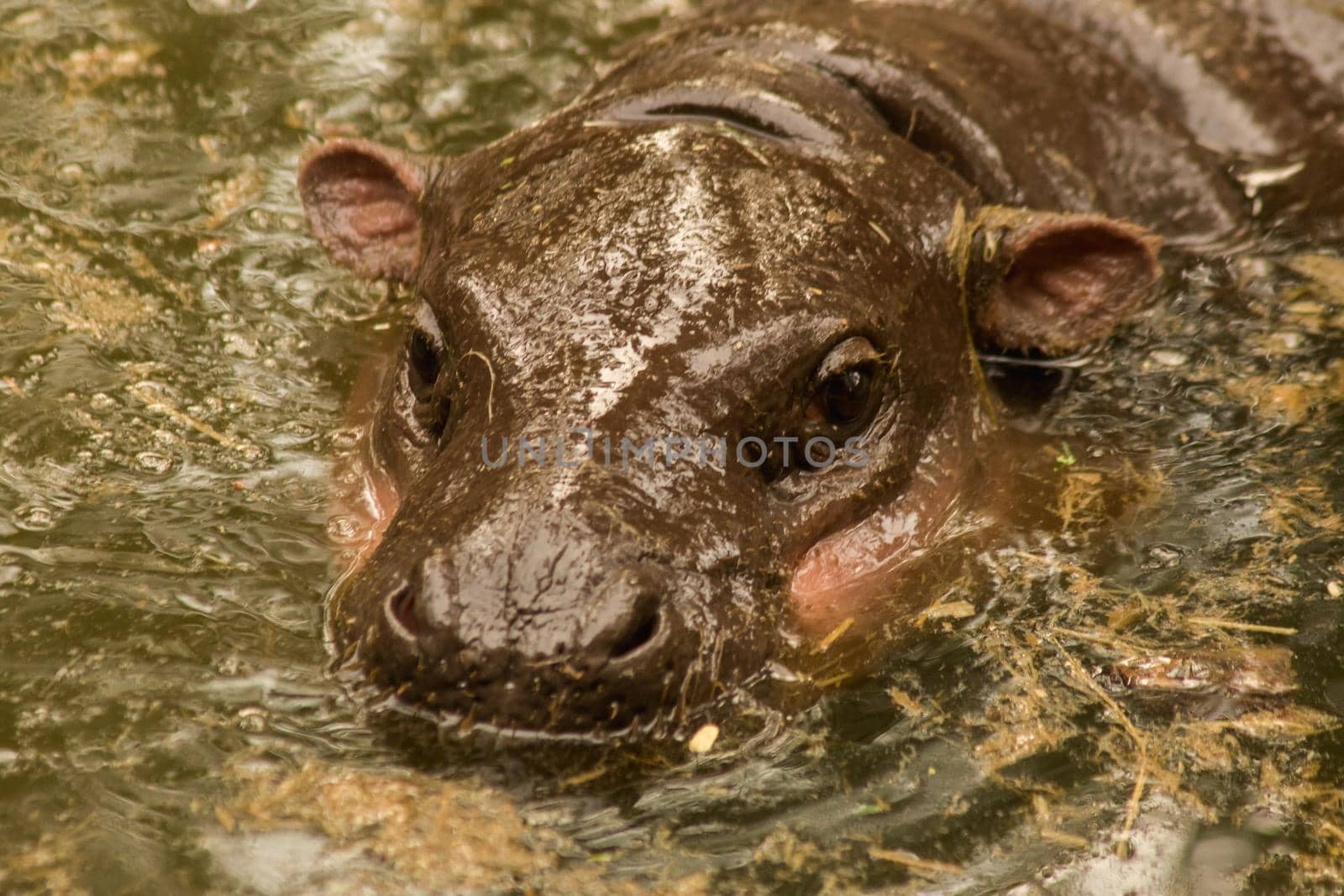 Hippopotamus in the water
Hippopotamus is a mammal.