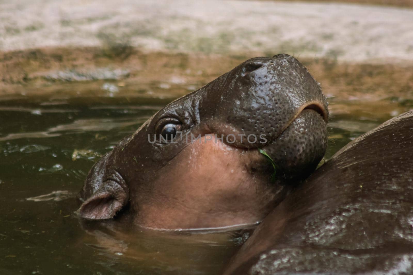 Hippopotamus in the water by Puripatt