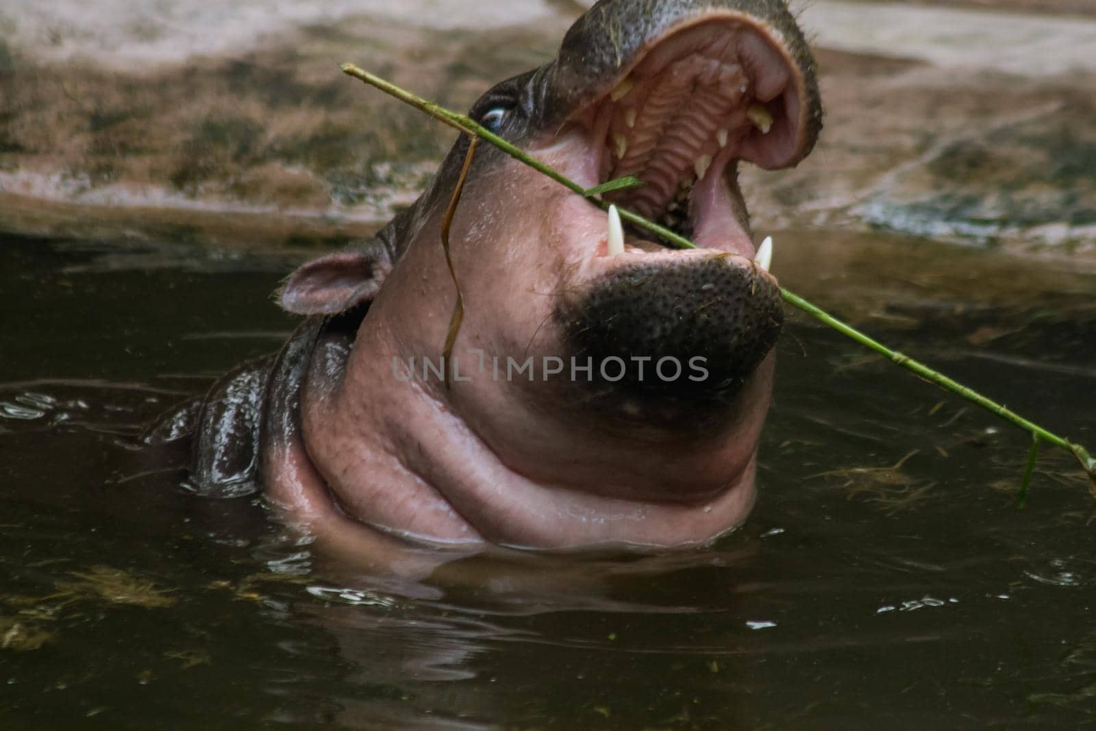 Hippopotamus in the water by Puripatt