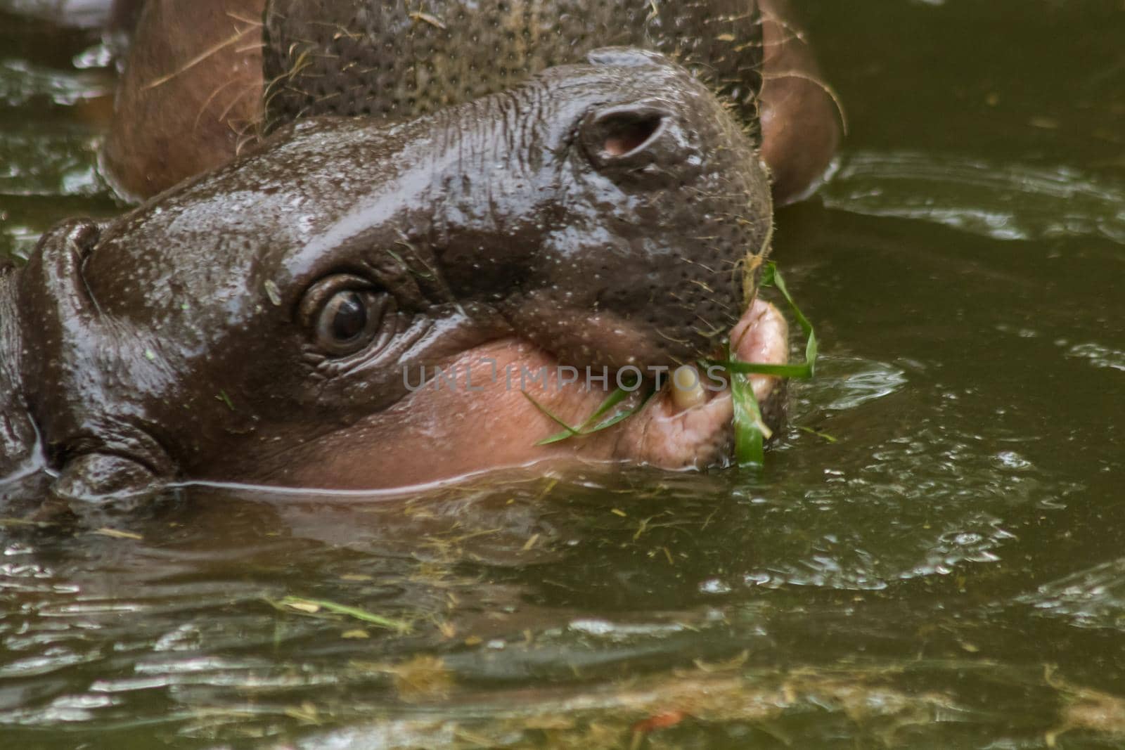 Hippopotamus in the water by Puripatt