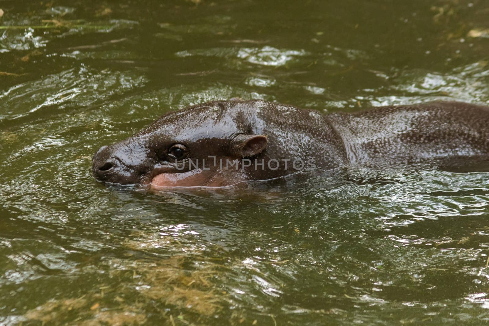 Hippopotamus in the water
Hippopotamus is a mammal.