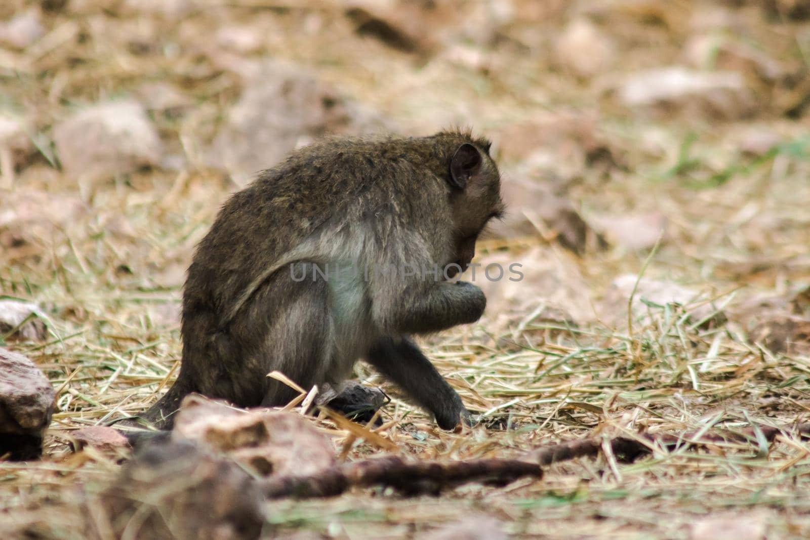 Crab-eating Macaque on the floor
The body has gray to reddish-brown fur.