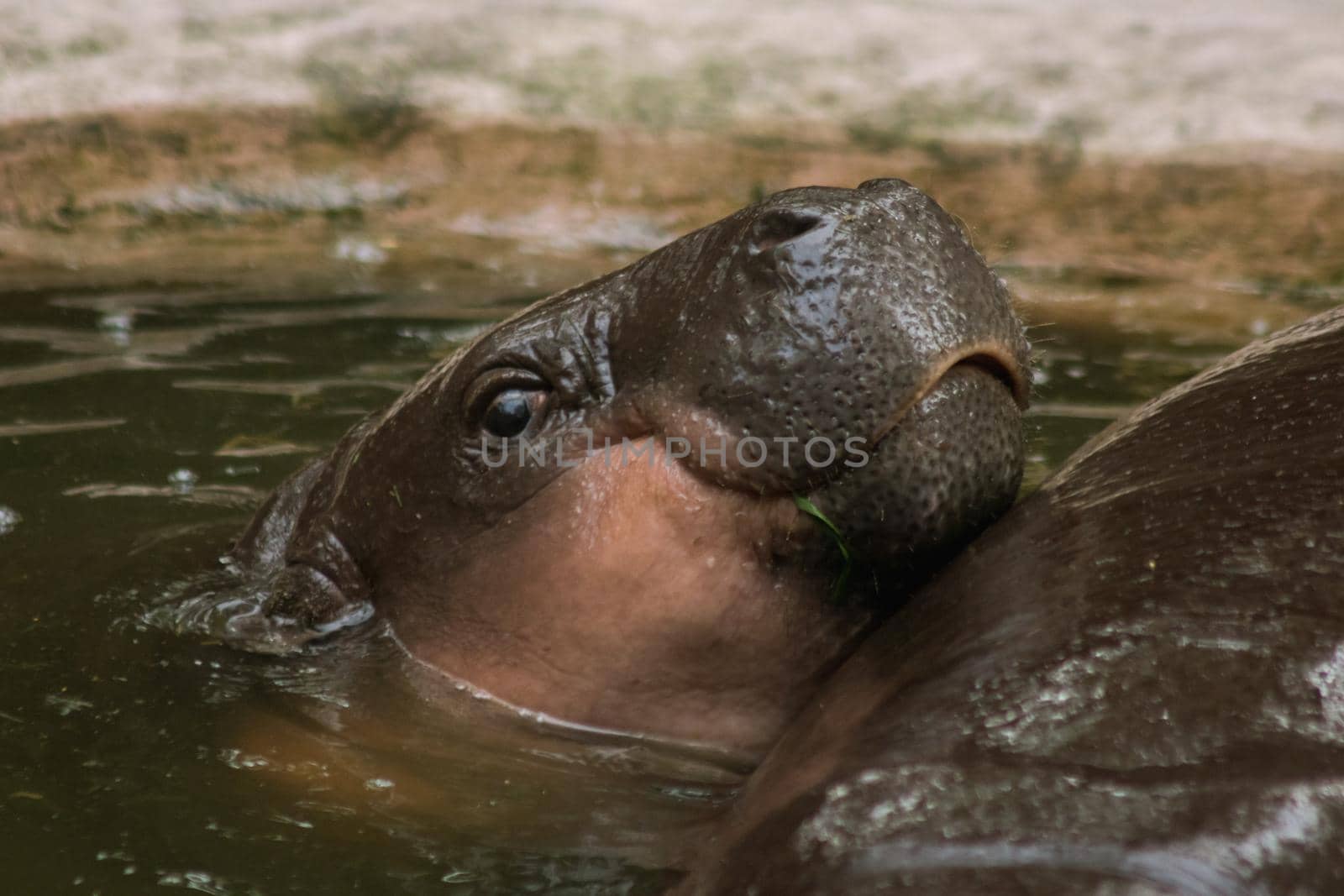 Hippopotamus in the water by Puripatt