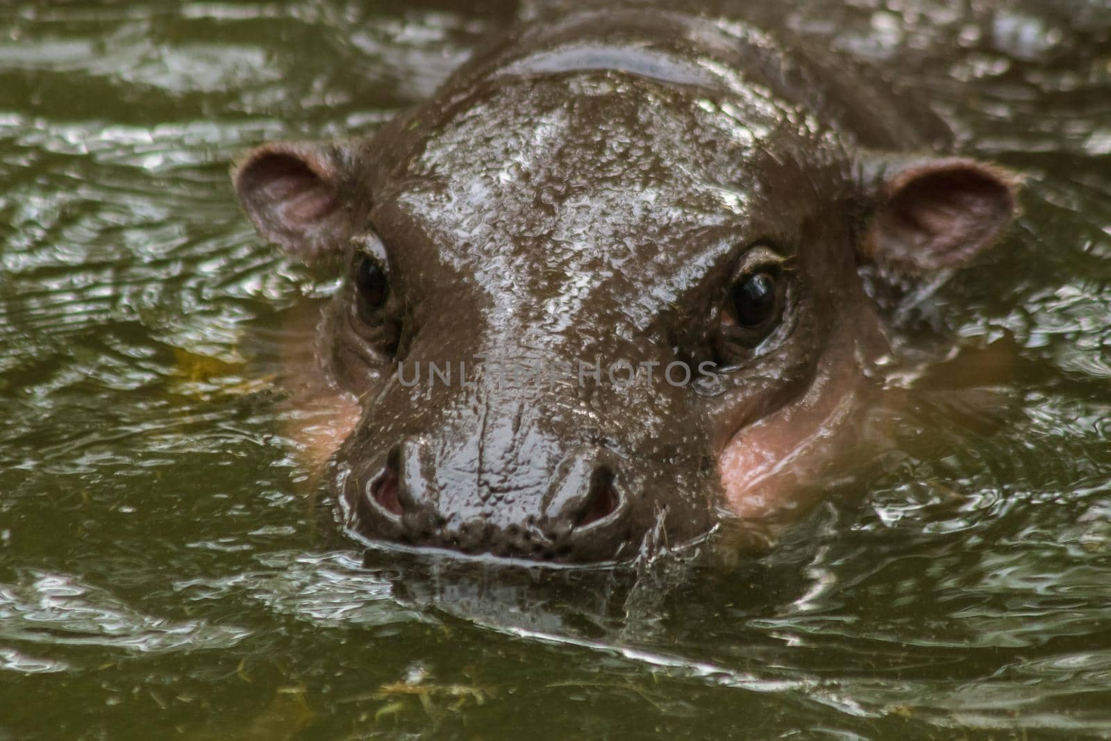 Hippopotamus in the water
Hippopotamus is a mammal.