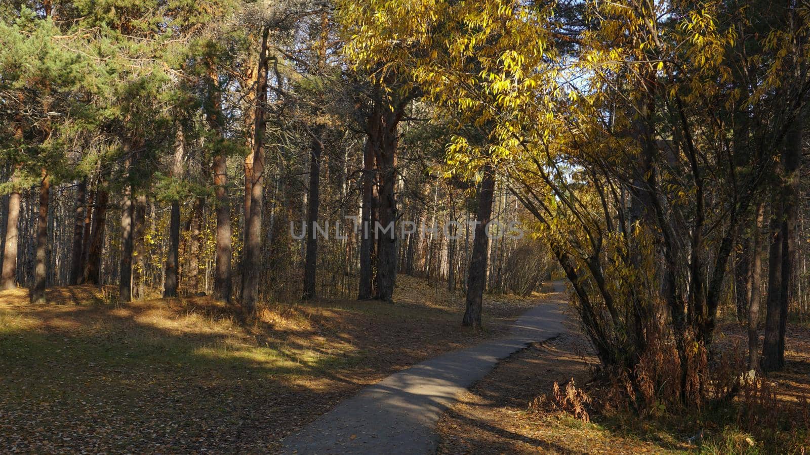 Asphalt path in the autumn forest. Walk through the forest among the pines, trees