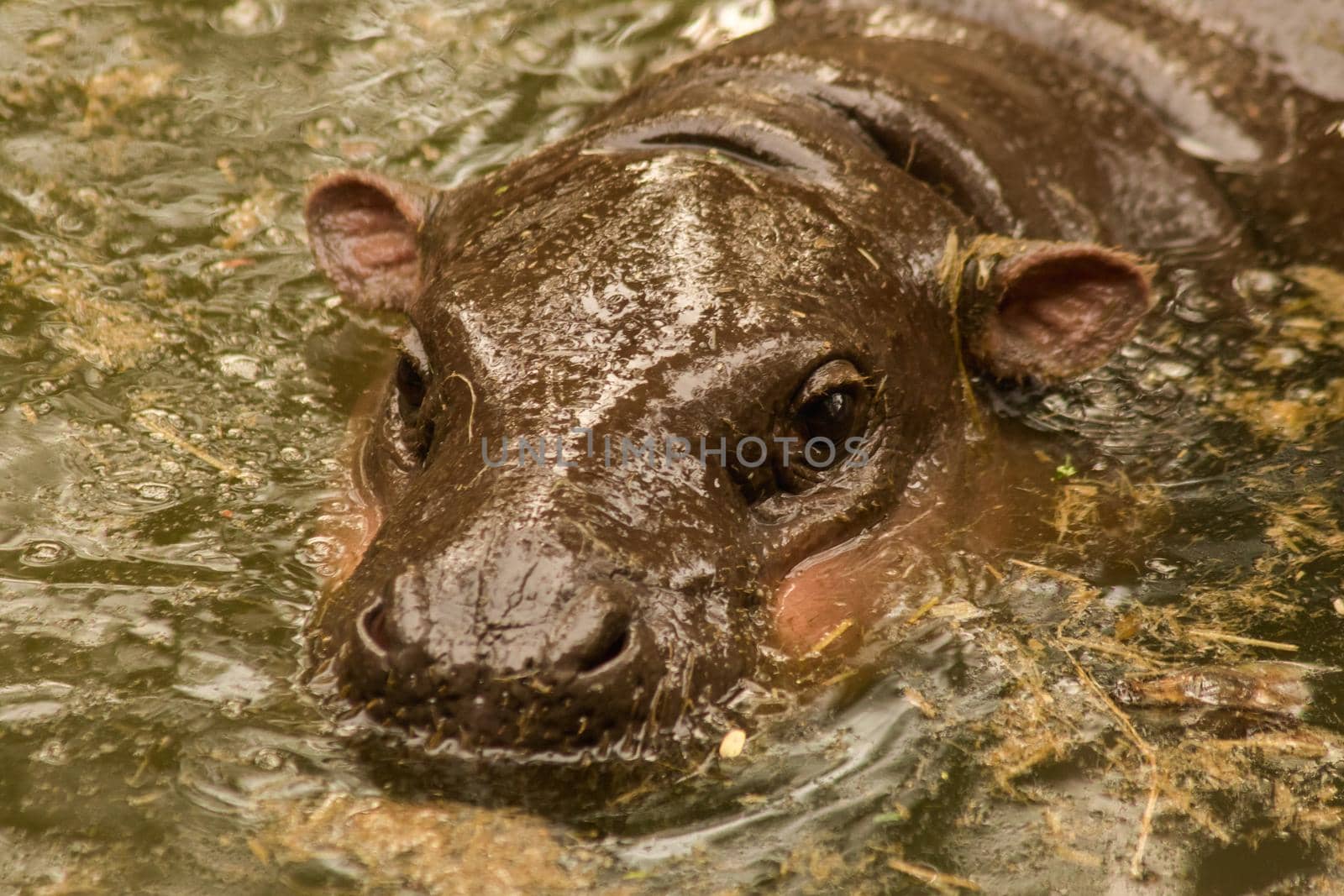 Hippopotamus in the water
Hippopotamus is a mammal.