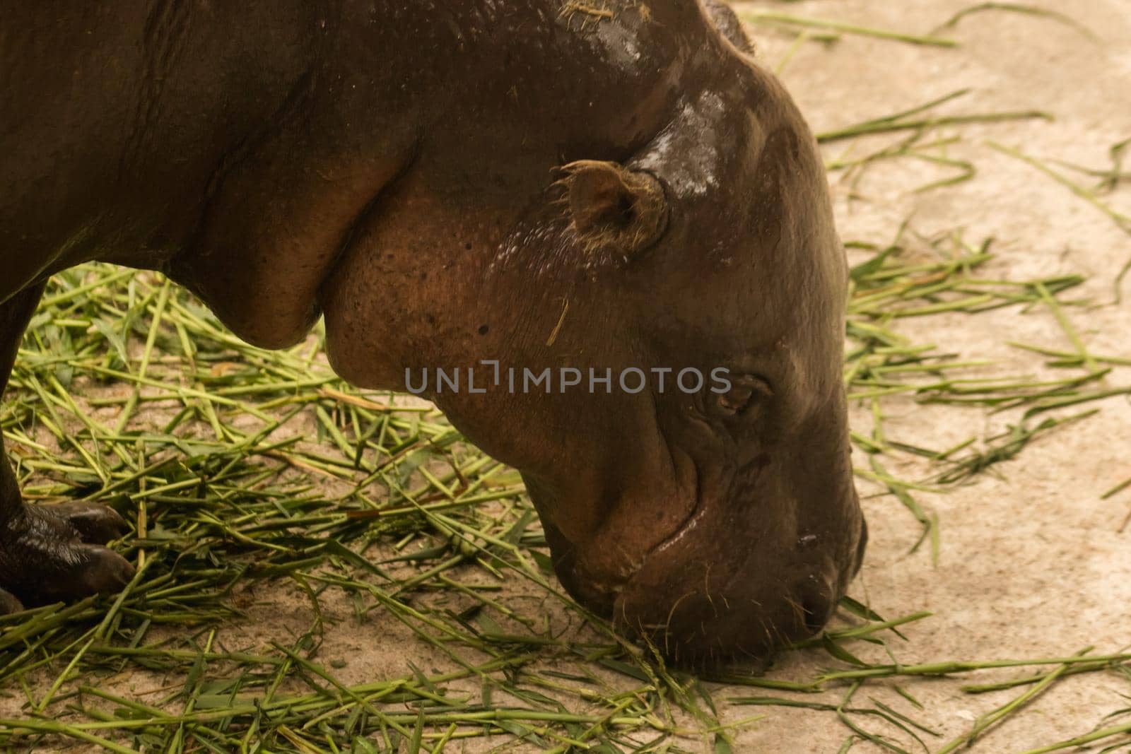 Hippopotamus eating grass by Puripatt