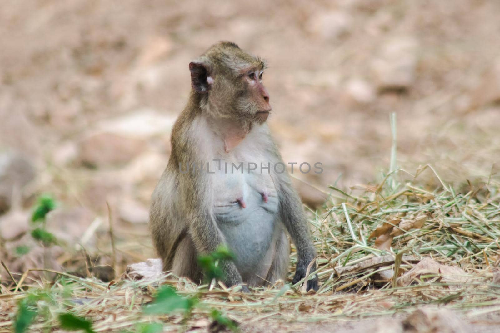 Crab-eating Macaque has gray to reddish-brown fur covering its body.