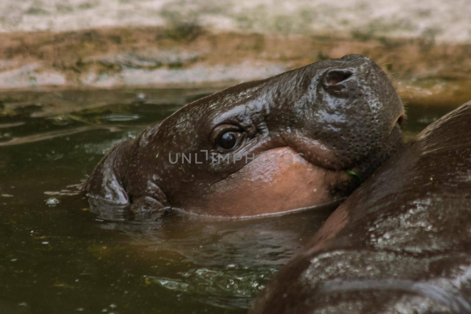 Hippopotamus in the water by Puripatt