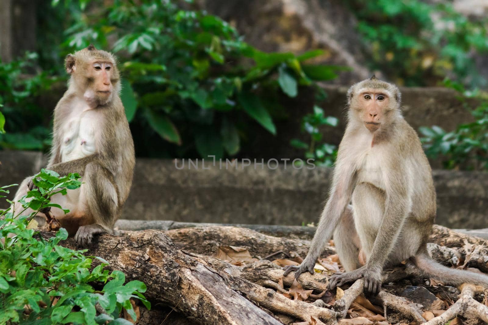 Crab-eating Macaque has gray to reddish-brown fur covering its body.