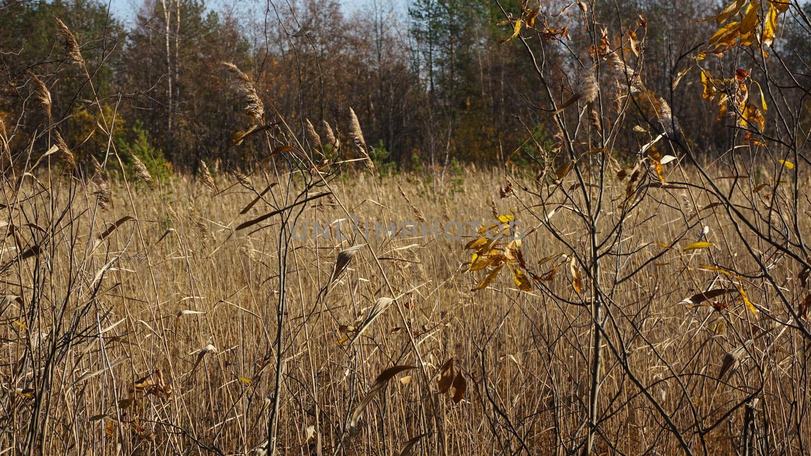 Withered yellow grass in the swamp in autumn. Trees with yellow foliage. Nature is preparing for winter