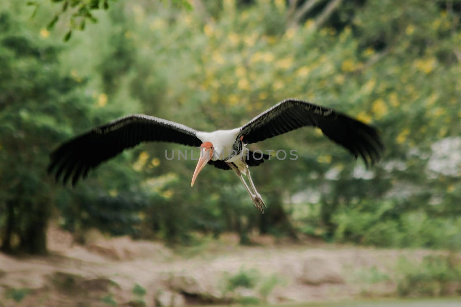 Painted Stork is flying over the pond. by Puripatt