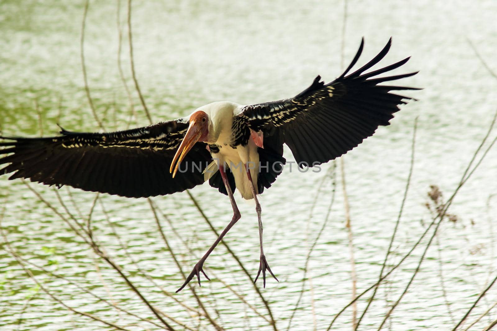 Painted Stork is flying over the pond. by Puripatt